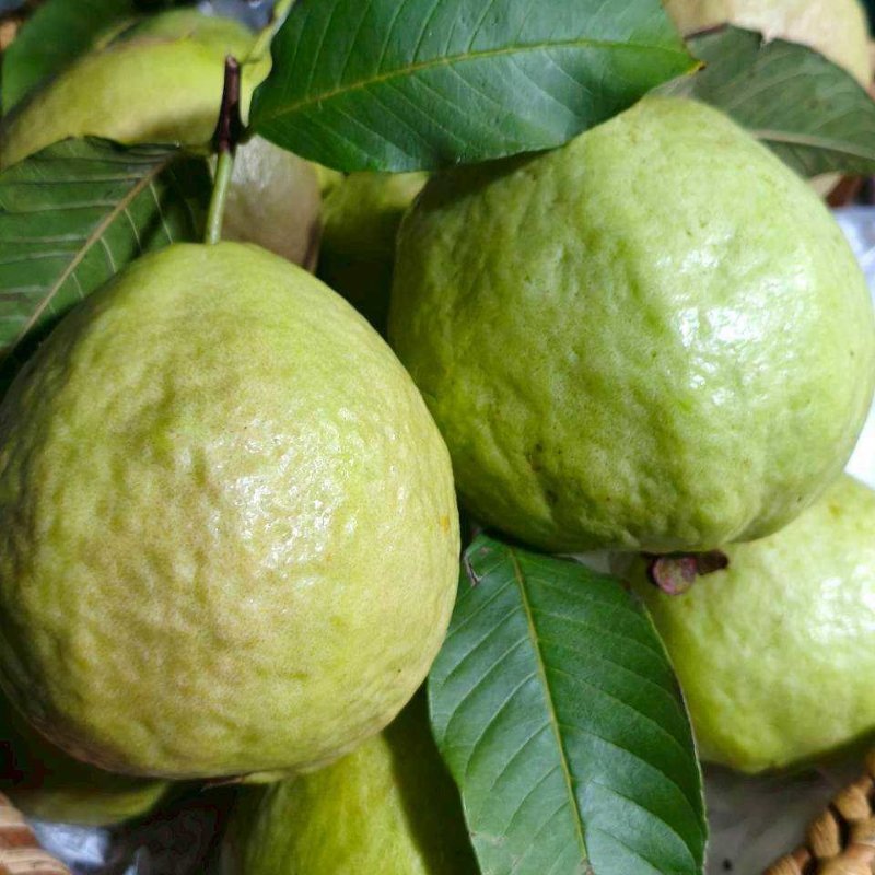 ฝรั่งกิมจู ปลอดสาร รสชาติหวานฉ่ำ กรอบฟูนุ่ม จำนวน 4 ผล น้ำหนัก 1 กิโลกรัม ส่งตรงจากมือเกษตกร ผู้ผลิตฝรั่งปลอดภัยในจังหวัดสมุทรสาคร ภายใต้มาตรฐานGAP ของกระทรวงเกษตร