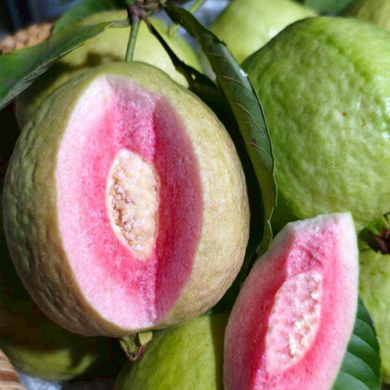 ฝรั่งไส้แดง ปลอดสารเคมี เนื้อกรอบฟู หวาน เนื้อฉ่ำ 1 กิโลกรัม จำนวน 4 ผล