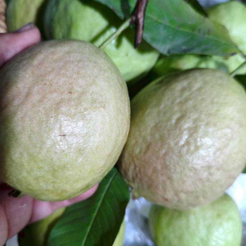 ฝรั่งไส้แดง ปลอดสารเคมี เนื้อกรอบฟู หวาน เนื้อฉ่ำ 1 กิโลกรัม จำนวน 4 ผล