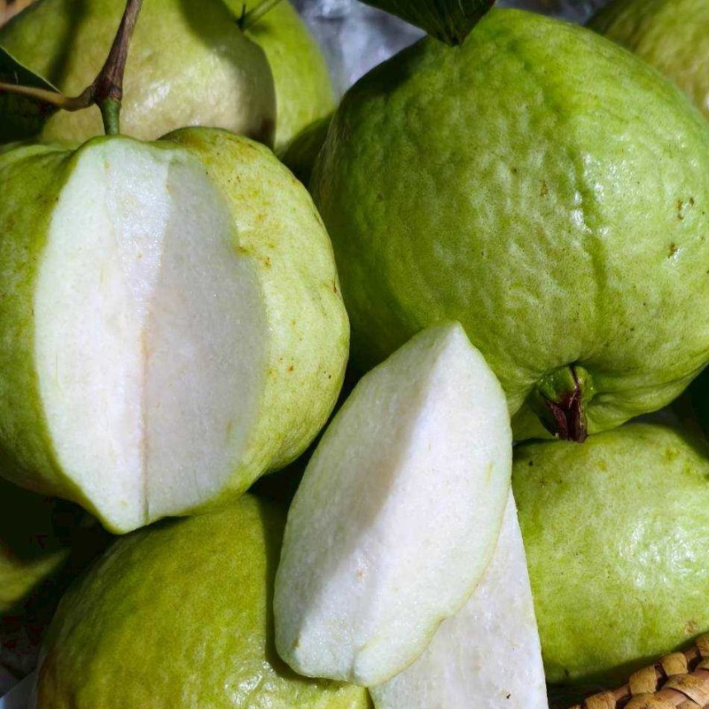 ฝรั่งกิมจู ปลอดสาร รสชาติหวานฉ่ำ กรอบฟูนุ่ม จำนวน 4 ผล น้ำหนัก 1 กิโลกรัม ส่งตรงจากมือเกษตกร ผู้ผลิตฝรั่งปลอดภัยในจังหวัดสมุทรสาคร ภายใต้มาตรฐานGAP ของกระทรวงเกษตร